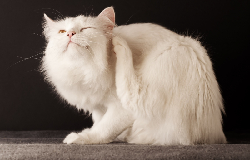 Инспектор для кошек: капли на крест от блох, клещей и глистов