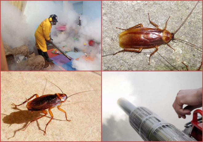 Инструкция, как избавиться от тараканов в убежище: средства, способы и советы