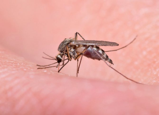 Интересные факты о комарах: сколько они весят, когда другие спят
