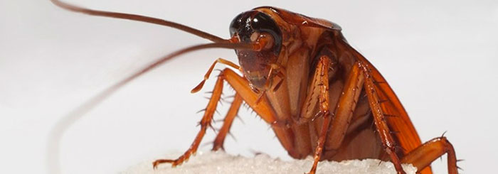 Интересные характеристики тараканов — 12 фактов