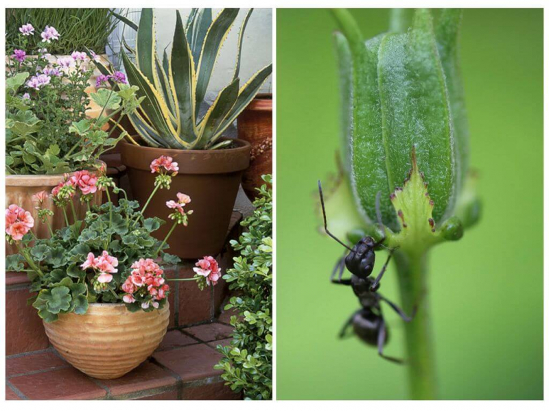 Избавьтесь от муравьев на цветах: избавьтесь от жуков в цветочных горшках