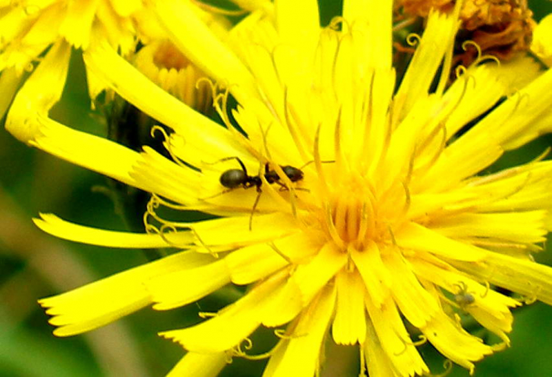 Избавьтесь от муравьев на цветах: избавьтесь от жуков в цветочных горшках