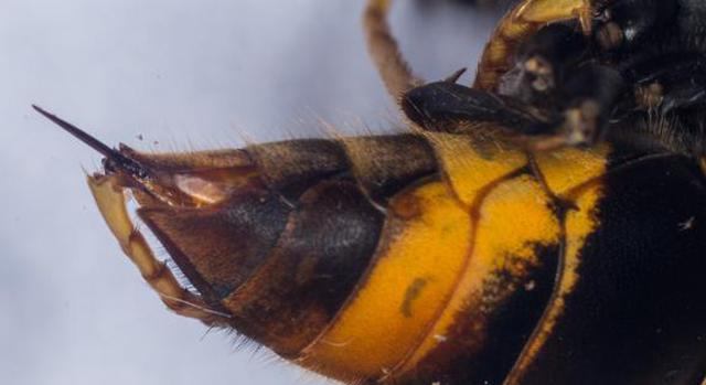 Яд бразильской осы как лекарство от рака: механизм действия и эффективность