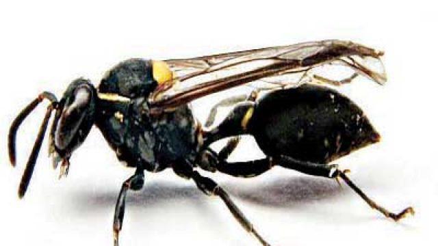 Яд бразильской осы как лекарство от рака: механизм действия и эффективность