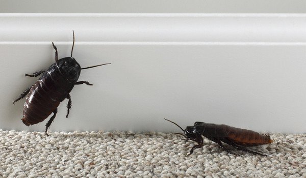 К чему снится много живых тараканов: толкование сна о насекомых, значение по современным сонникам