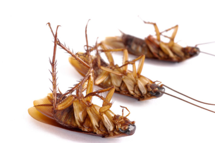 К чему снится много живых тараканов: толкование сна о насекомых, значение по современным сонникам