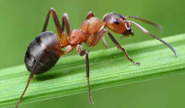 К чему снятся муравьи по соннику?
