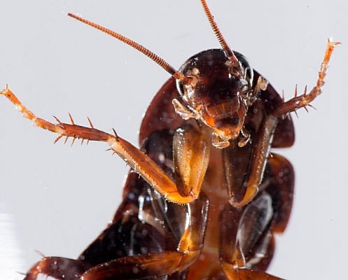 К чему снятся тараканы мужчине и женщине: живые, рыжие, черные, большие тараканы во сне