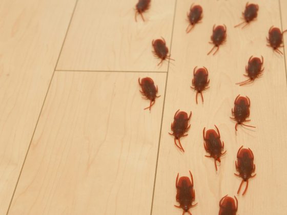 К чему снятся тараканы мужчине и женщине: живые, рыжие, черные, большие тараканы во сне