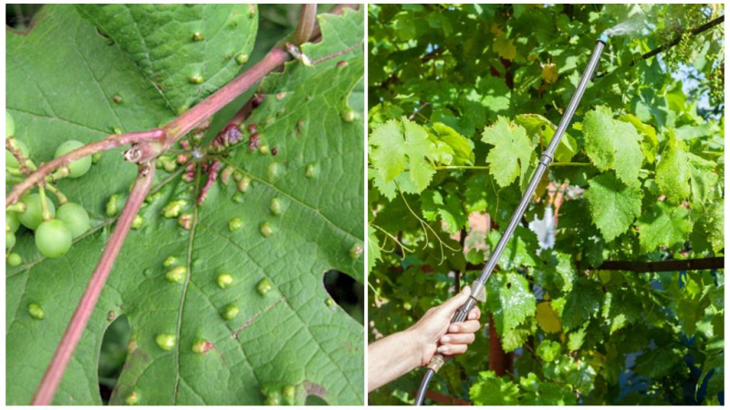 Как бороться с паутинным клещом на винограде
