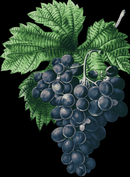 Как бороться с паутинным клещом на винограде
