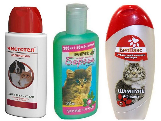 Как часто можно мыть кошку, кошку и котят шампунем от блох