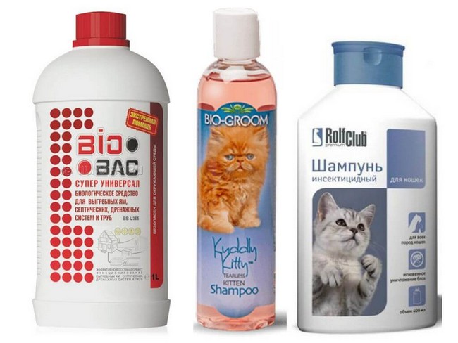 Как часто можно мыть кошку, кошку и котят шампунем от блох