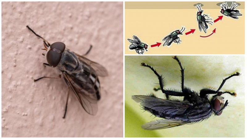 Как муха держится на потолке, почему не падает? Секрет цепких лап