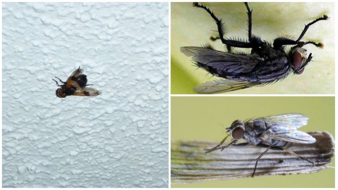 Как муха держится на потолке, почему не падает? Секрет цепких лап