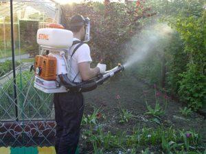 Как эффективно обработать осиную моль в квартире: инсектициды и механические способы