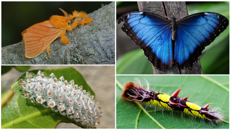 Как гусеница превращается в бабочку: все этапы появления бабочки
