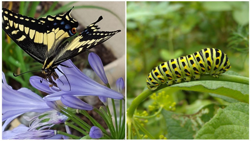 Как гусеница превращается в бабочку: все этапы появления бабочки