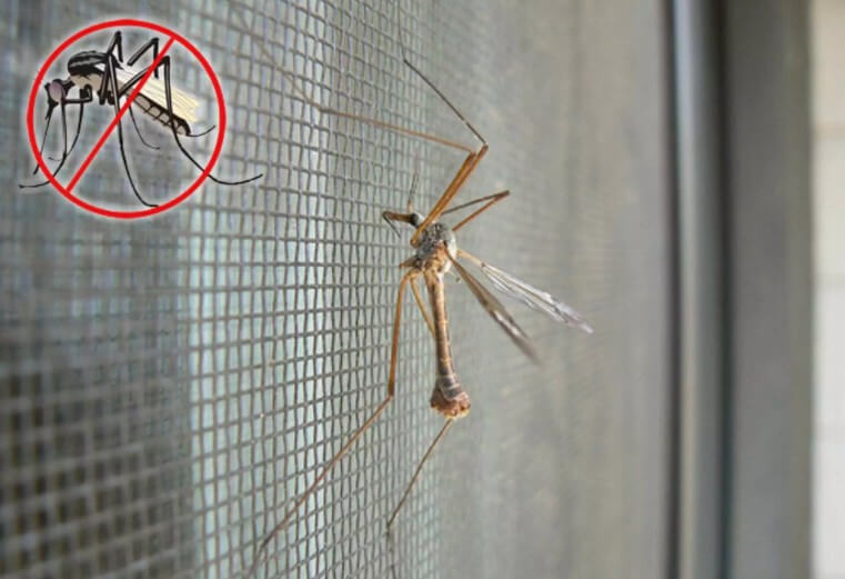 Как избавиться от комаров в домашних условиях: лучшие правильные способы