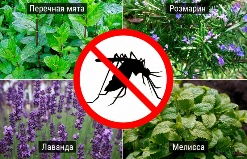 Как избавиться от комаров в домашних условиях: лучшие правильные способы