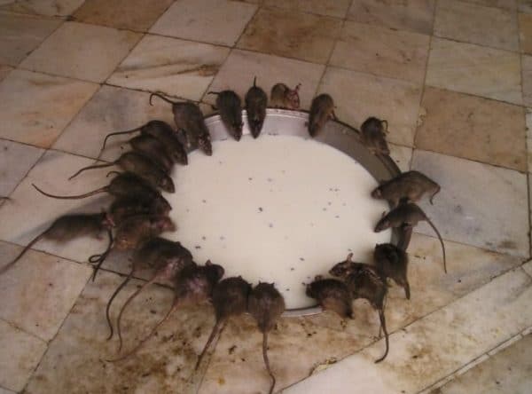 Как избавиться от крыс в сарае: опасность крыс, разведение, ловушки