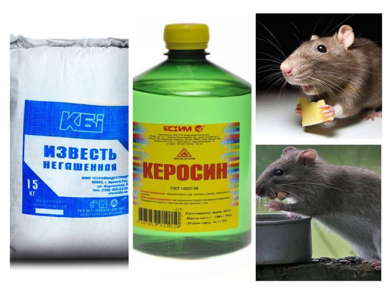 Как избавиться от крыс в сарае: опасность крыс, разведение, ловушки