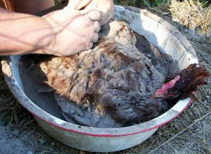 Как избавиться от куриных блох в курятнике: проверенные методы