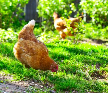 Как избавиться от куриных блох в курятнике: проверенные методы