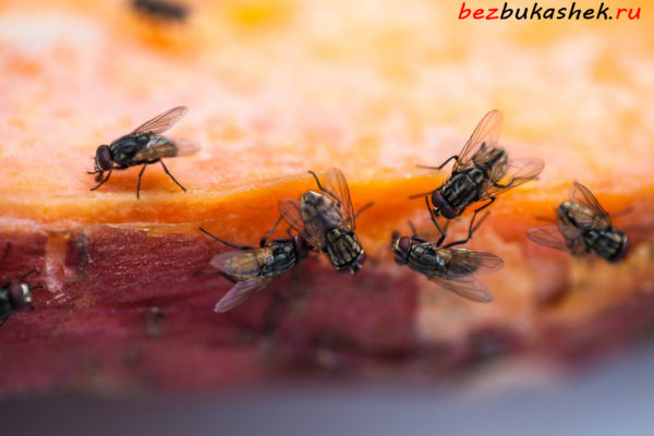 Как избавиться от мух в сарае? Наиболее эффективные средства и методы