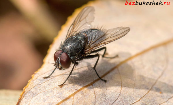 Как избавиться от мух в сарае? Наиболее эффективные средства и методы