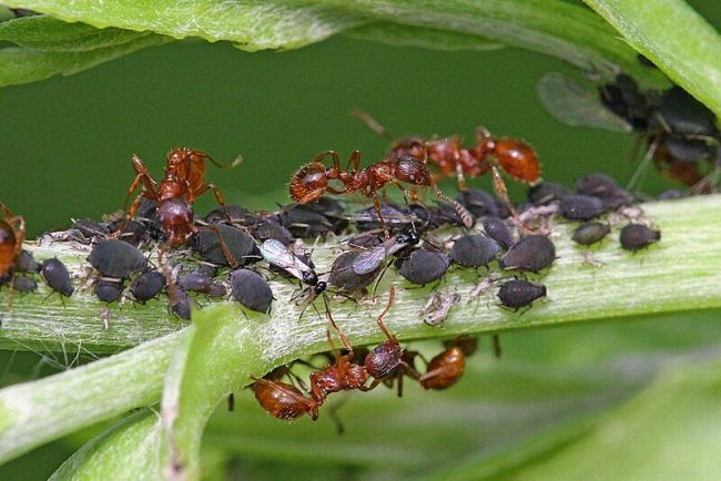 Как избавиться от муравьев: лучшие домашние средства