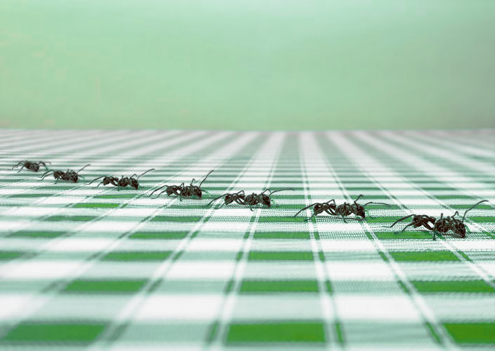 Как избавиться от муравьев: лучшие домашние средства