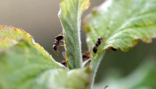 Как избавиться от муравьев на яблоне: способы защиты