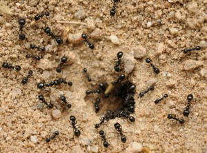 Как избавиться от муравьев на яблоне: способы защиты