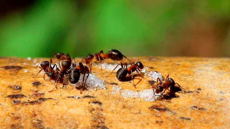 Как избавиться от муравьев в квартире и частном доме, лучшие средства