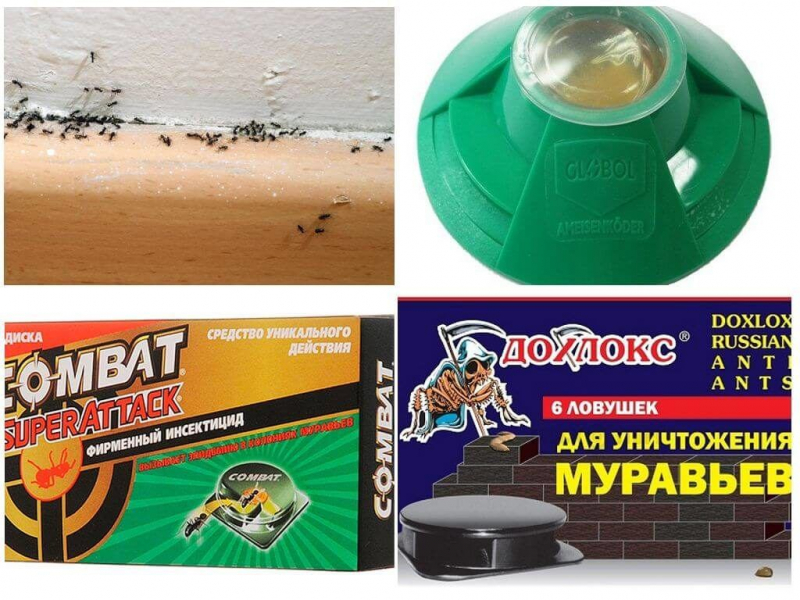 Как избавиться от муравьев в квартире и частном доме, лучшие средства