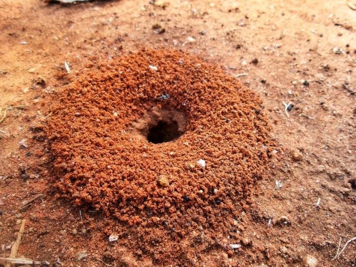 Как избавиться от муравьев в саду раз и навсегда: средства