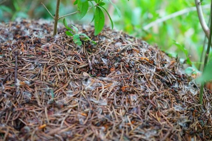 Как избавиться от муравьев в саду раз и навсегда: средства