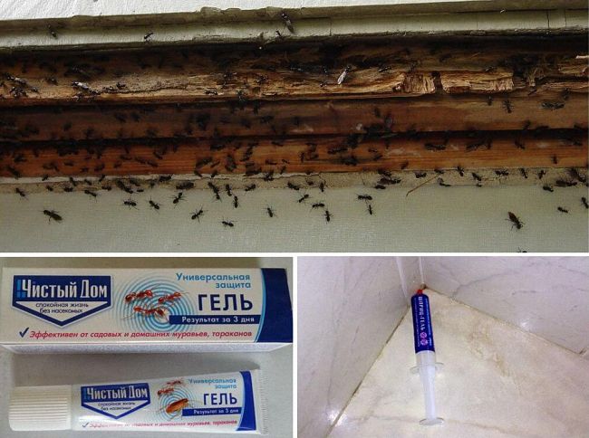 Как избавиться от муравьев в ванной и химическими средствами