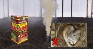 Как избавиться от муравьев в ванной и химическими средствами