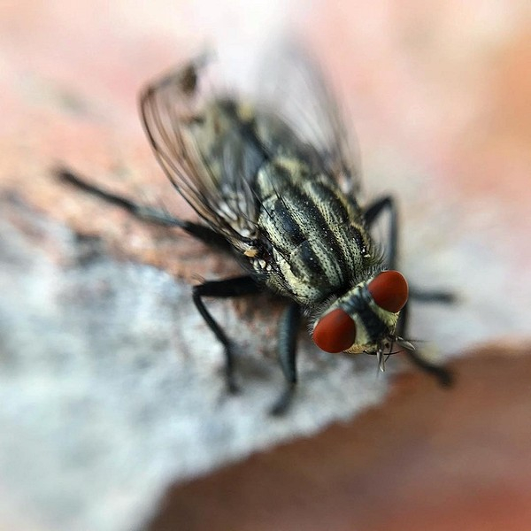 Как избавиться от мух на кухне: как бороться и устранять мелких комаров