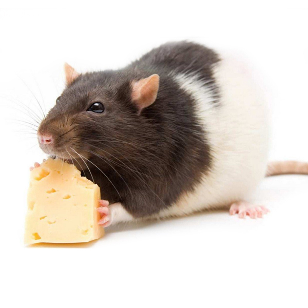 Как избавиться от мышей в квартире: лучшие методы