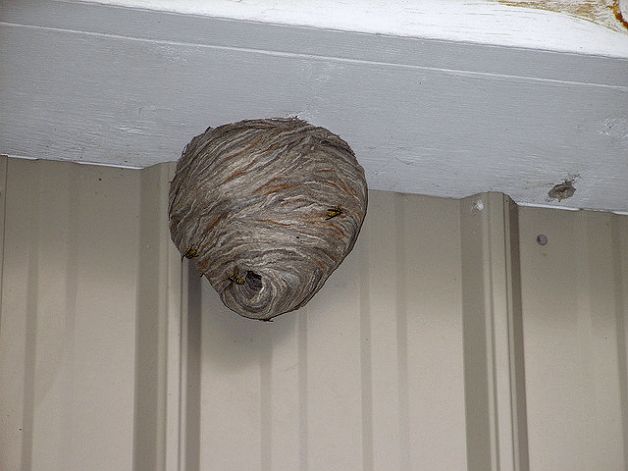 Как избавиться от ос на балконе: чем вывести осиное гнездо, чем отпугнуть