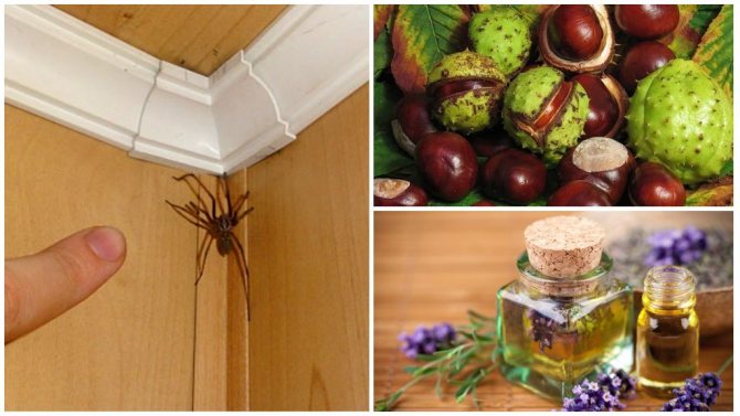 Как избавиться от пауков в частном доме и квартире навсегда: лучшие средства и яды