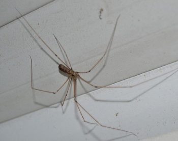 Как избавиться от пауков: в доме, на даче, на участке, обзор вариантов действий, химикаты, репелленты и народные средства