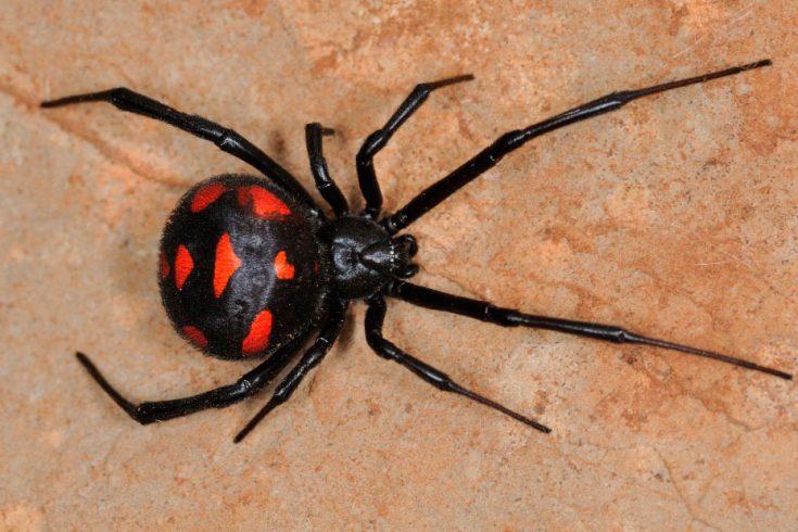 Как избавиться от пауков: в доме, на даче, на участке, обзор вариантов действий, химикаты, репелленты и народные средства