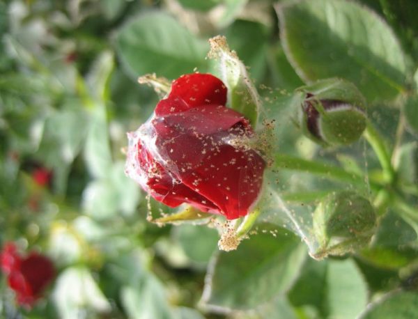 Как избавиться от паутинного клеща на розе: чем обработать, лечить цветы