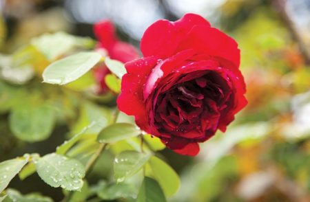 Как избавиться от паутинного клеща на розе: чем обработать, лечить цветы