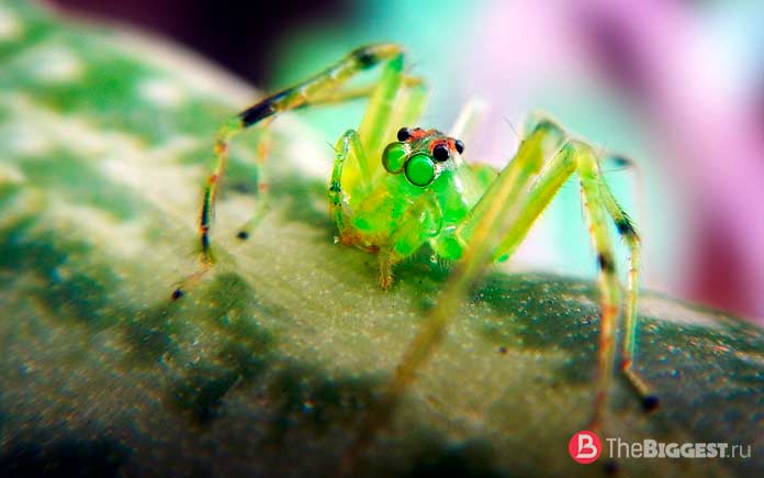 Сколько глаз у разных видов пауков? Все о зрении паукообразных