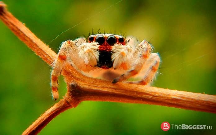 Сколько глаз у разных видов пауков? Все о зрении паукообразных